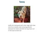 Adopt Tommy a American Staffordshire Terrier