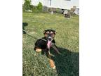 Adopt Lilo a American Foxhound, Labrador Retriever