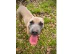 Adopt Cindy-Lou Who a Black Mouth Cur