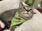 Adopt Taffy a Tabby