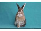 Adopt FRENCHIE a Bunny Rabbit