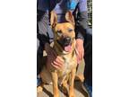 Adopt MAGGIE a German Shepherd Dog, Pit Bull Terrier