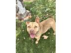 Adopt WALNUT a Pit Bull Terrier, Mixed Breed