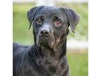 Adopt GINGERSNAP a Rottweiler, Mixed Breed