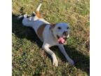 Adopt Bridget a American Staffordshire Terrier