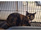 Adopt Mocha a Tortoiseshell