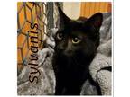 Adopt SYLVANIS a Tabby