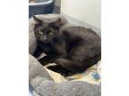 Adopt Timberland a Domestic Short Hair