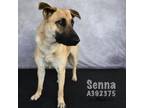 Adopt SENNA a German Shepherd Dog, Mixed Breed