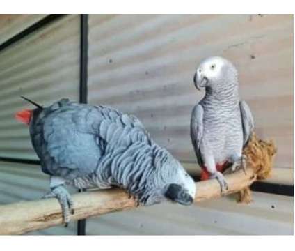 US1C 2 African Grey Parrots Birds is a Grey Arts &amp; Crafts for Sale in Nashville TN