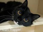 Adopt Heart Trapper a Domestic Medium Hair