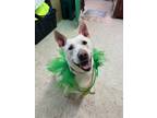 Adopt Daisy a Labrador Retriever, Mixed Breed