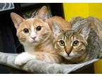 Adopt Mack and Millie a Domestic Short Hair