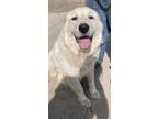 Adopt Nora a Great Pyrenees