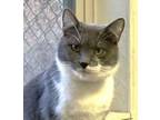 Adopt Melody a Domestic Short Hair