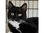 Adopt Noel a Domestic Short Hair