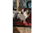 Adopt Ruthie a Domestic Short Hair