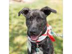 Adopt Ferry (Coronado Pup) a Terrier, Shepherd
