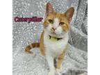 Adopt Caterpillar a Domestic Short Hair