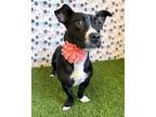Adopt Penny a Dachshund, Pit Bull Terrier