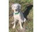 Adopt Mia (Peg-Fostered in TN) a Treeing Walker Coonhound, Hound