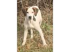 Adopt Sophia (Peg-Fostered in TN) a Treeing Walker Coonhound, Hound