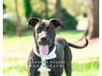 Adopt Grace a Labrador Retriever, Pit Bull Terrier