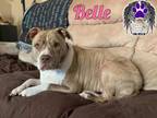 Adopt Belle a American Staffordshire Terrier