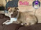 Adopt Belle (Foster or Adopt) a American Staffordshire Terrier