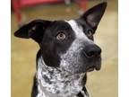 Adopt Tassie a Border Collie