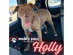 Adopt Holly a Boxer