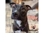 Adopt Berry a Boxer