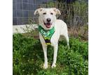 Adopt Rowena a Great Pyrenees, German Shepherd Dog