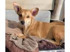 Adopt Gina a Carolina Dog, Terrier