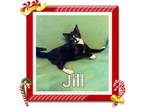 Adopt Jill a Domestic Short Hair, Tuxedo