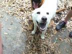 Adopt Dolly a Carolina Dog