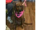 Adopt Summerly a Redbone Coonhound