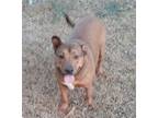 Adopt Annie a Pit Bull Terrier, Hound