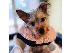 Adopt Frankie a Yorkshire Terrier