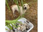 Adopt Misti a Yellow Labrador Retriever, Cattle Dog