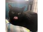 Adopt NightLight a Domestic Short Hair