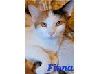 Adopt Fiona a Calico