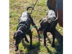 Adopt Laverne and Shirley a Plott Hound