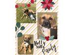 Adopt Pauly a Black Mouth Cur