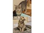 Adopt Poppy and Pansy a Domestic Short Hair