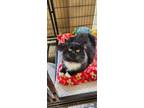 Adopt Muse a Domestic Medium Hair