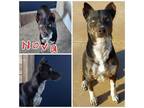 Adopt Nova a Husky, Pit Bull Terrier