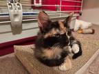 Adopt Scraps (bonded with Crumb) a Calico