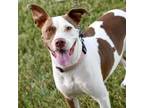 Val Is A Sweet And Loving 3 Year Old Staffordshire Terrier She Found Herself At A Rural Shelter Pregnant In February Of 2023 Where A Volunteer Took Me