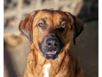 Adopt Buddy a Mountain Cur, Hound